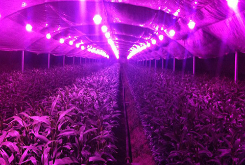 An underground air defense hole in British turned to farm crops with LED lighting